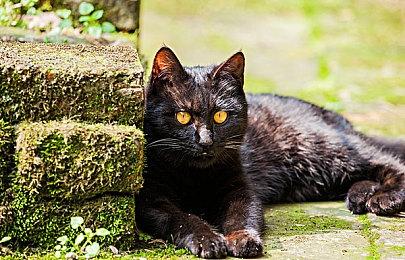 动作冒险游戏《小眷灵》正式发售 发售特惠72元